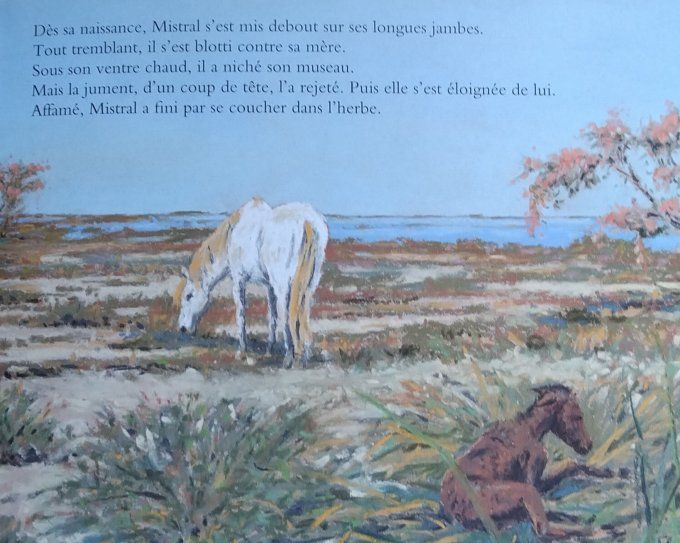 Mistral, cheval de gardian