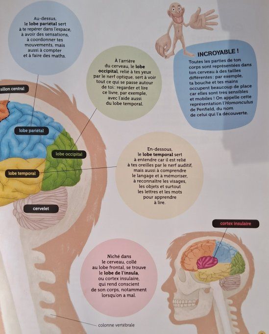Questions/réponses mon cerveau