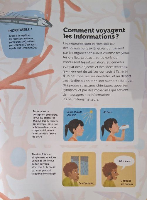 Questions/réponses mon cerveau