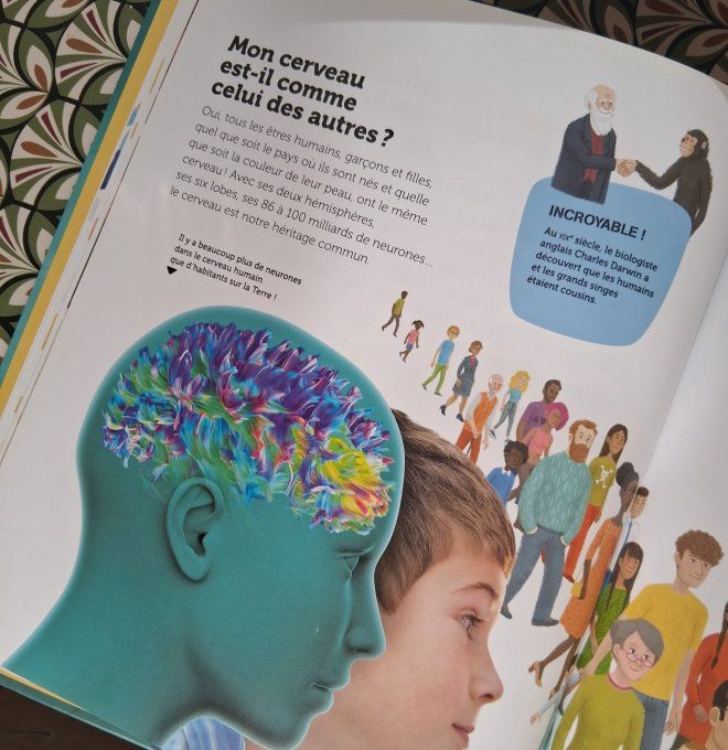 Questions/réponses mon cerveau