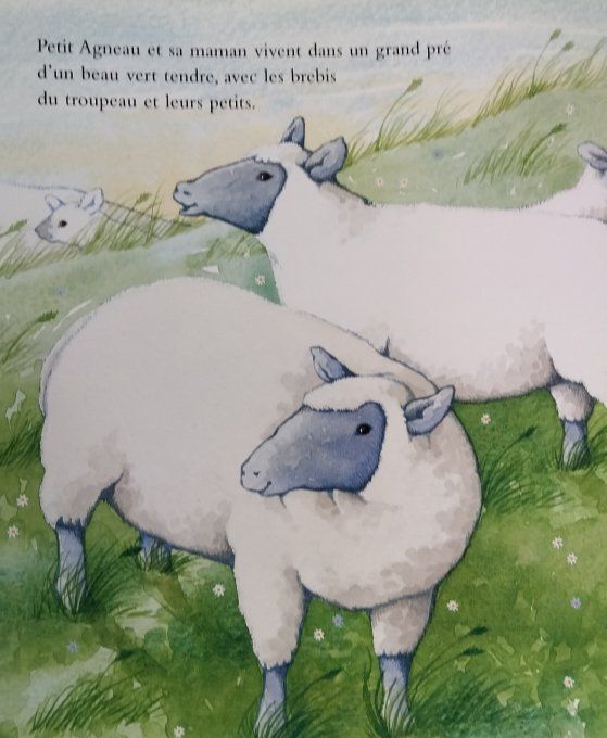 Petit Agneau un livre à caresser