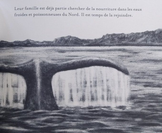 Petite baleine