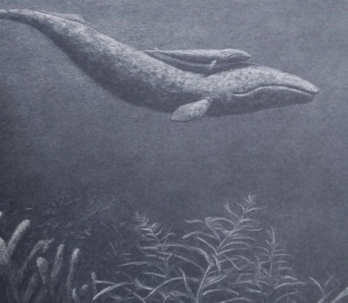 Petite baleine