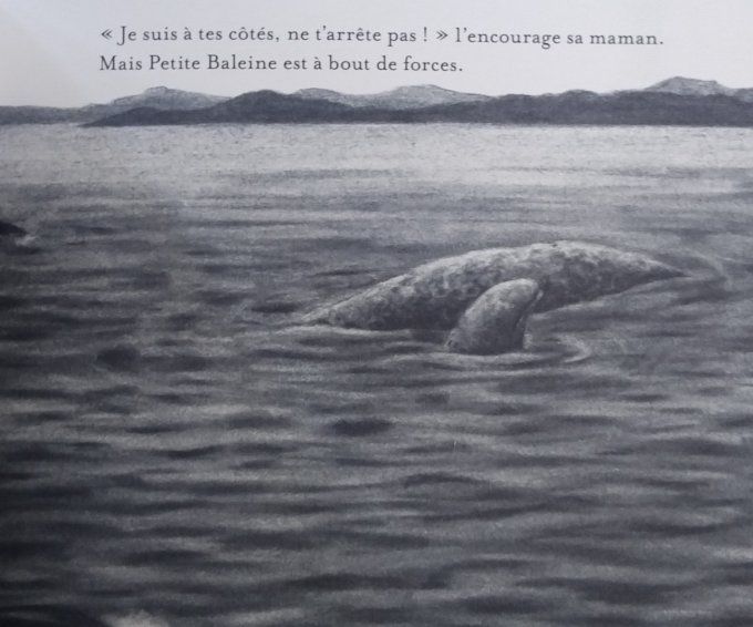 Petite baleine