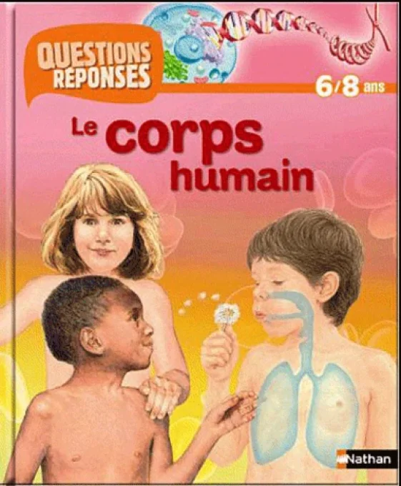 Questions/réponses le corps humain