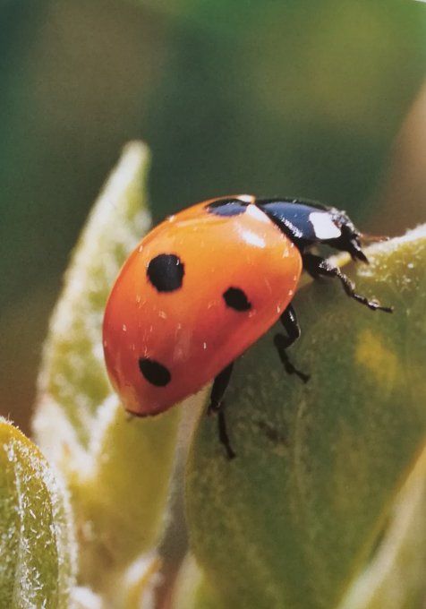 Qui es-tu ? La coccinelle