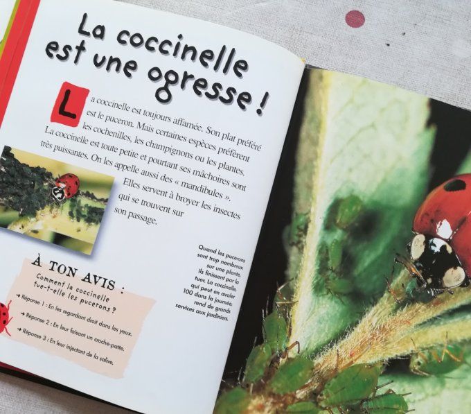 Qui es-tu ? La coccinelle