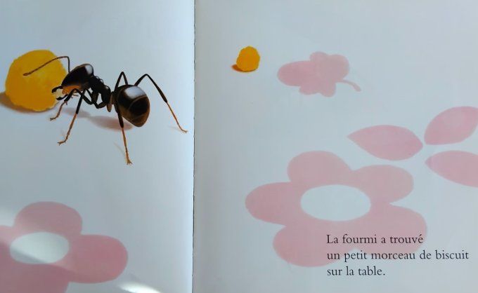 Suivons une fourmi