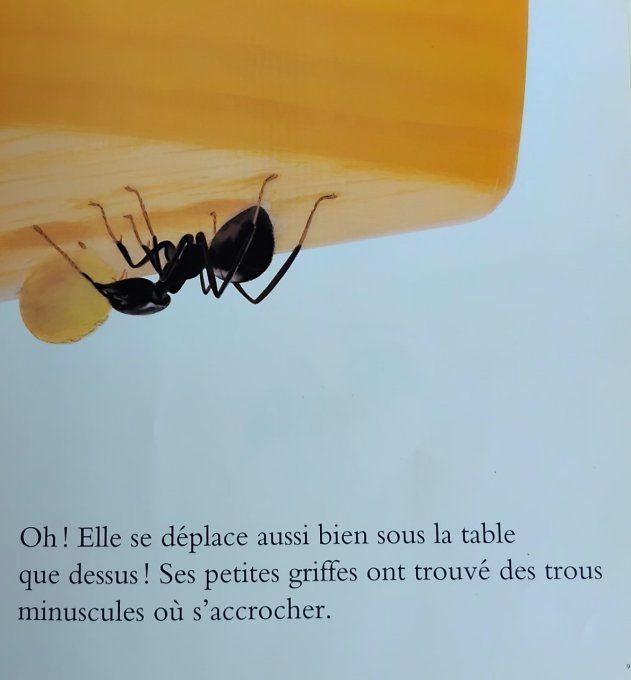 Suivons une fourmi