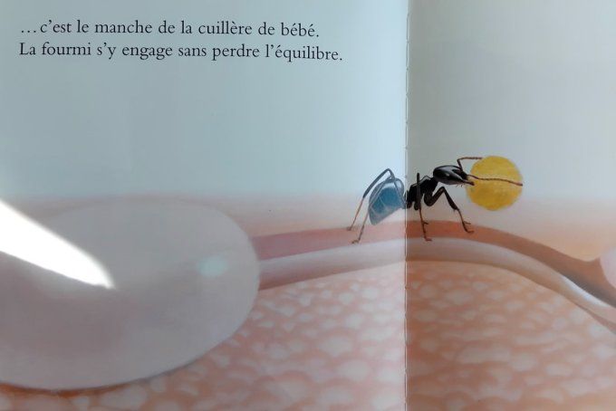 Suivons une fourmi