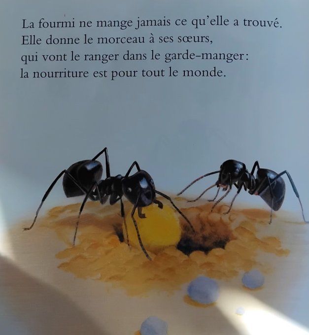 Suivons une fourmi