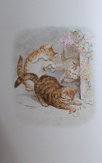 Tom chaton