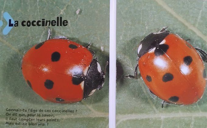 Les insectes de mon jardin, youpi