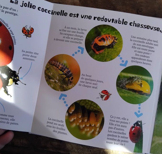 Les insectes de mon jardin, youpi