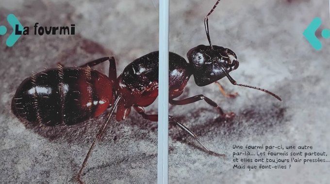 Les insectes de mon jardin, youpi