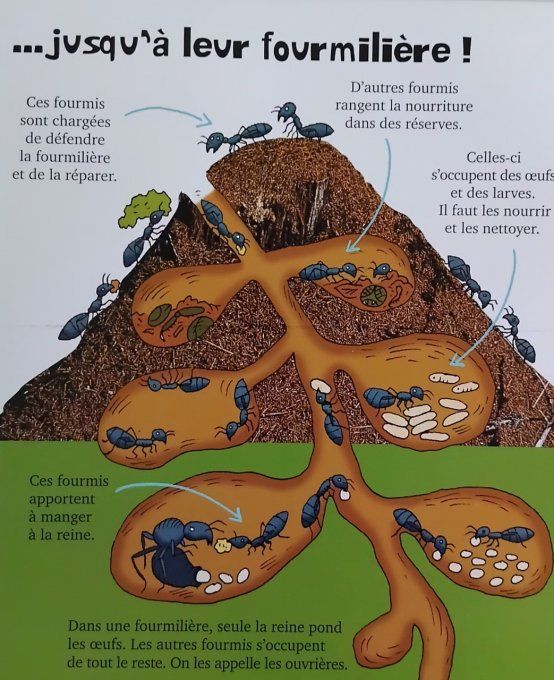 Les insectes de mon jardin, youpi